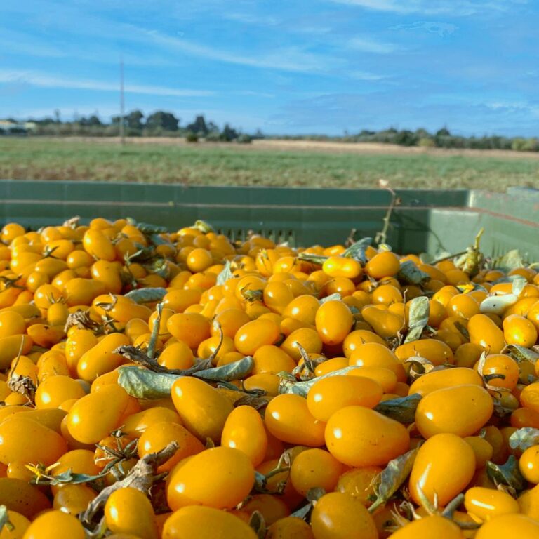 datterino giallo in acqua di mare